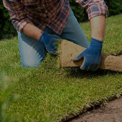 Lawn renovation & restoration