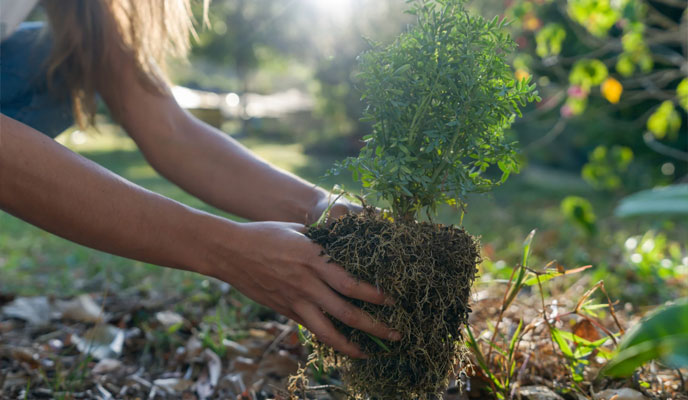 Green Waste Recycling Services in Williamsburg, Virginia